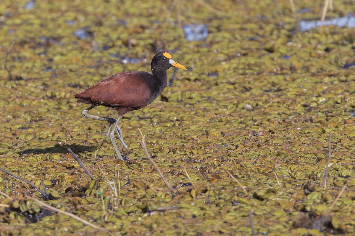 Якана жовтолоба - ML652067627