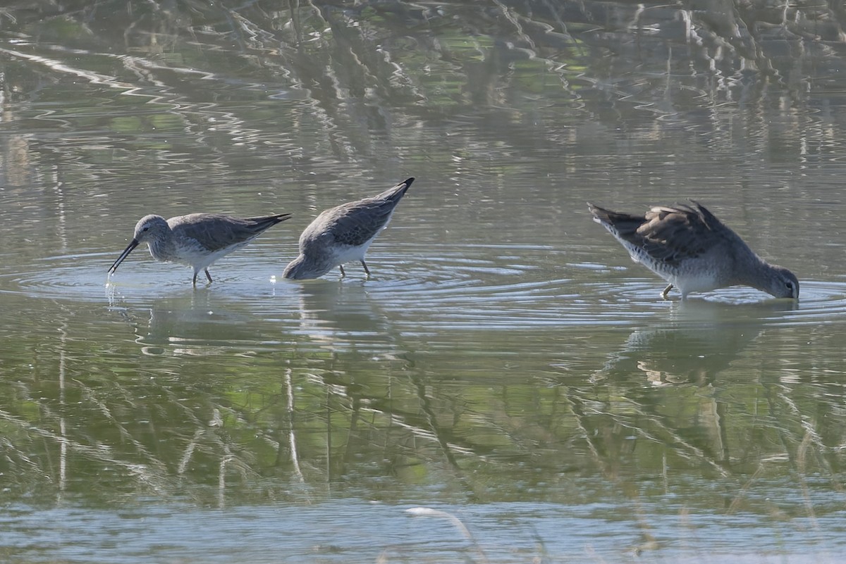 Побережник довгоногий - ML652067776