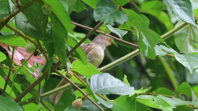 Gözlüklü Arapbülbülü - ML652067800