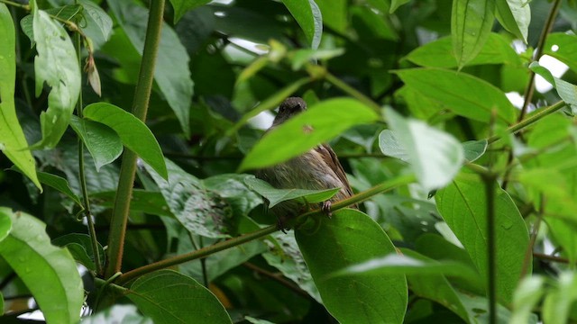 Gözlüklü Arapbülbülü - ML652067801