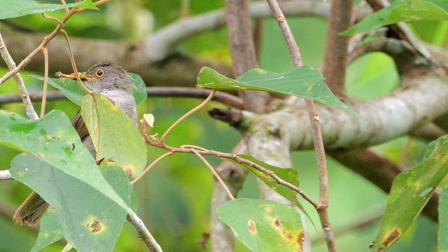 Gözlüklü Arapbülbülü - ML652067802