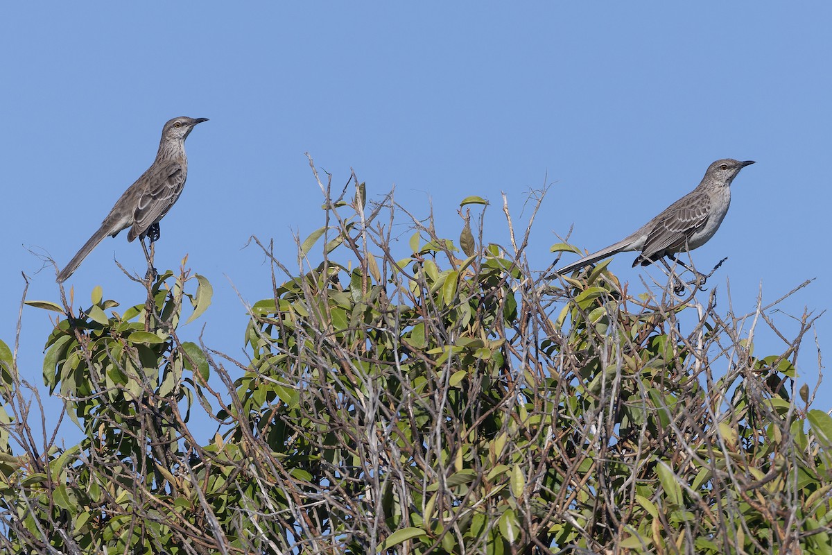 Пересмішник карибський - ML652068034