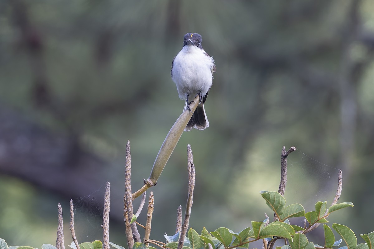 Тиран темноголовий - ML652068071