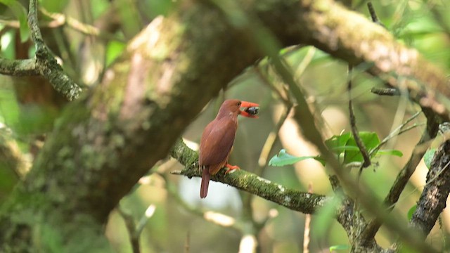 Альціон вогнистий - ML652068263