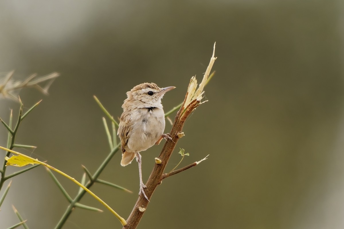 Tawny-flanked Prinia - ML652068580