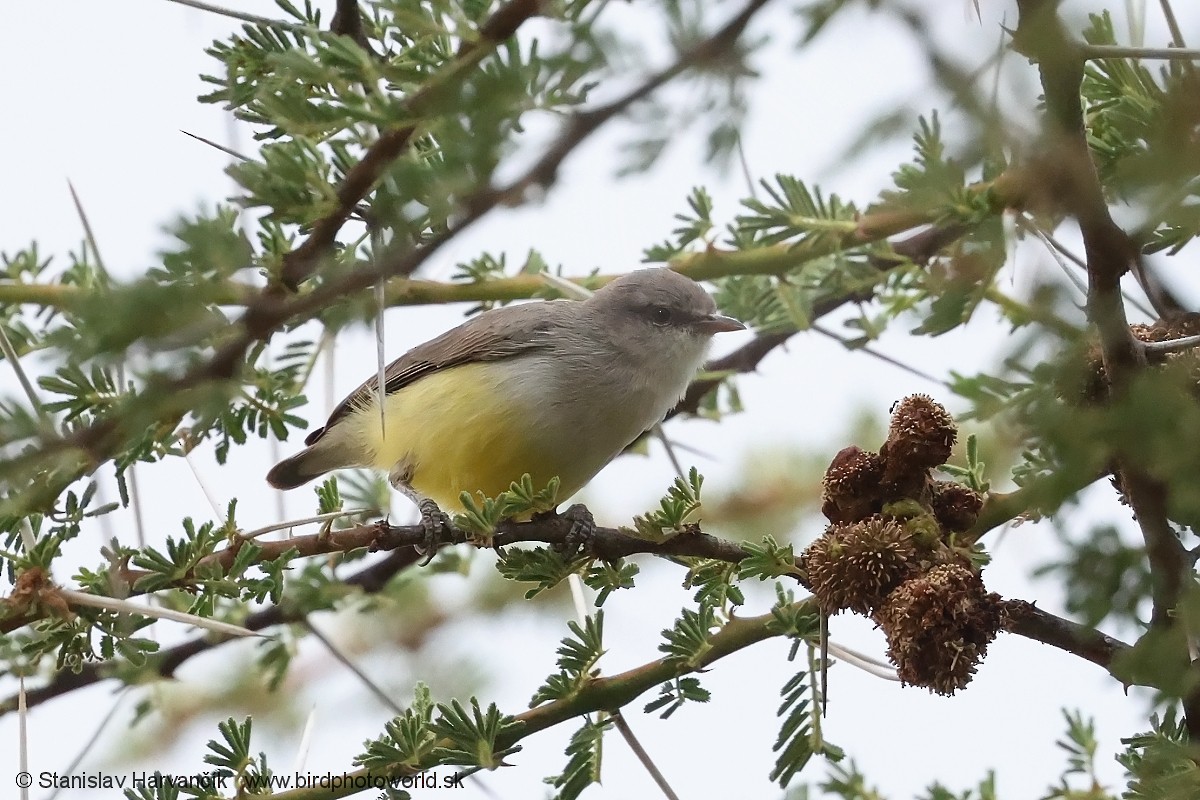 Yellow-bellied Eremomela - ML652068789