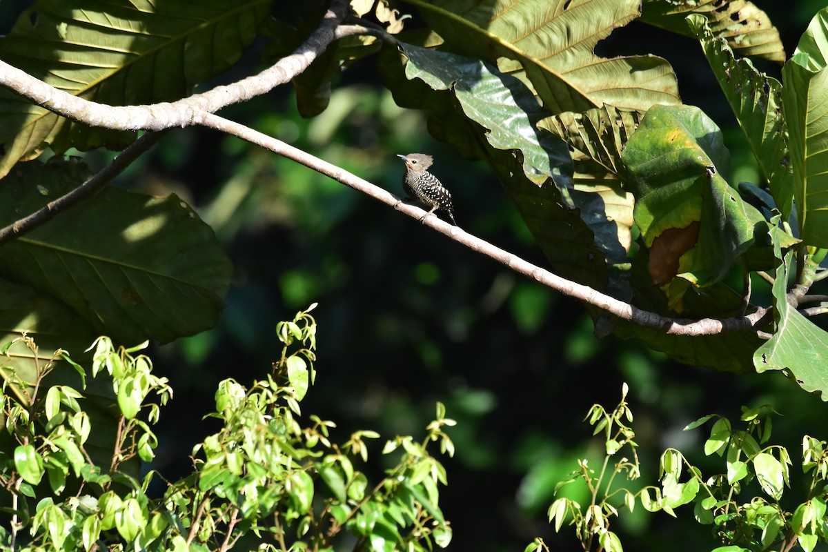 ヒメカレハゲラ - ML652069094