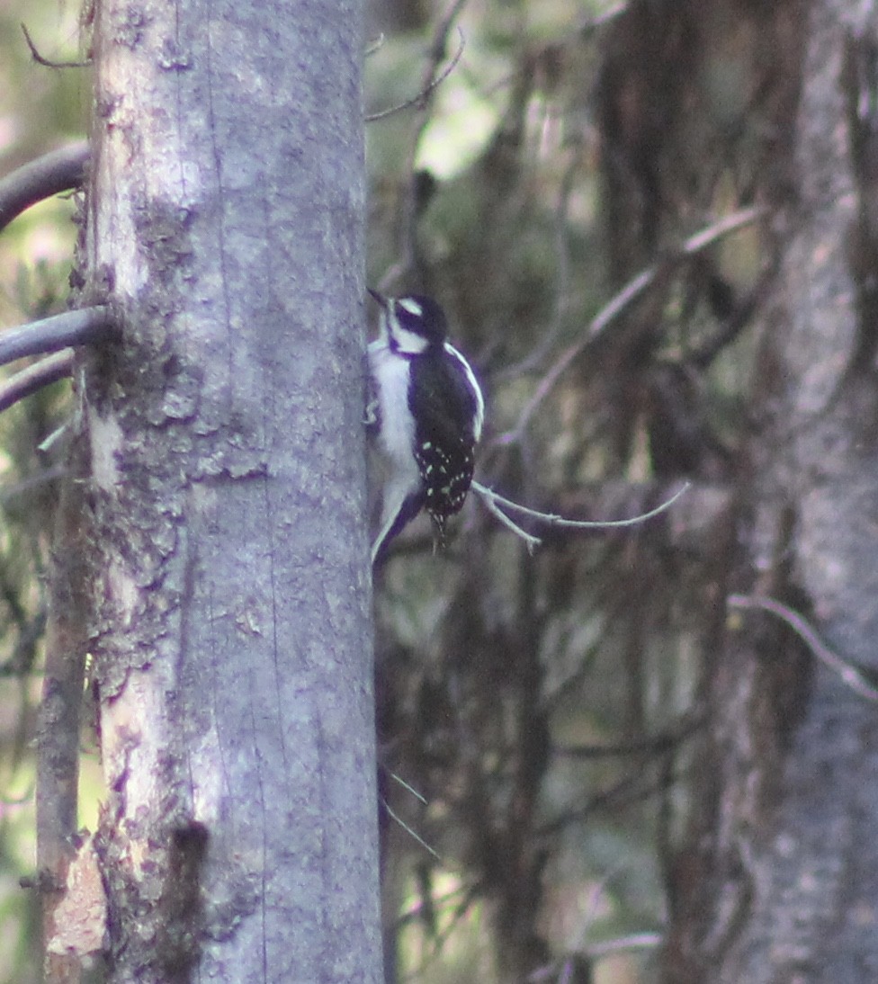 Hairy Woodpecker - ML65206911