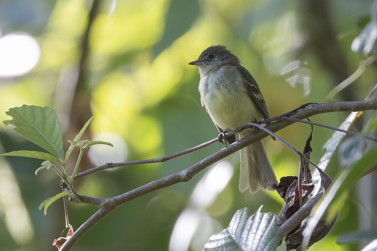 Blue Mountain Elaenia - ML652069314