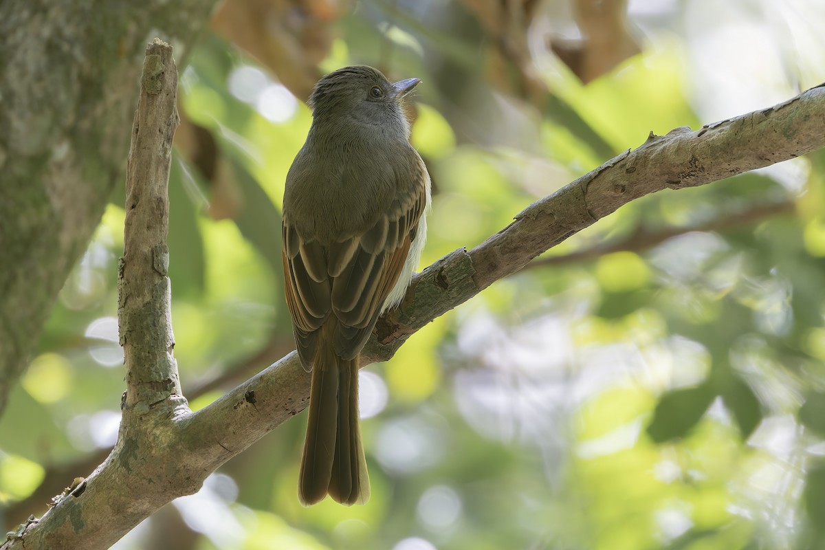 Копетон рудохвостий - ML652069319