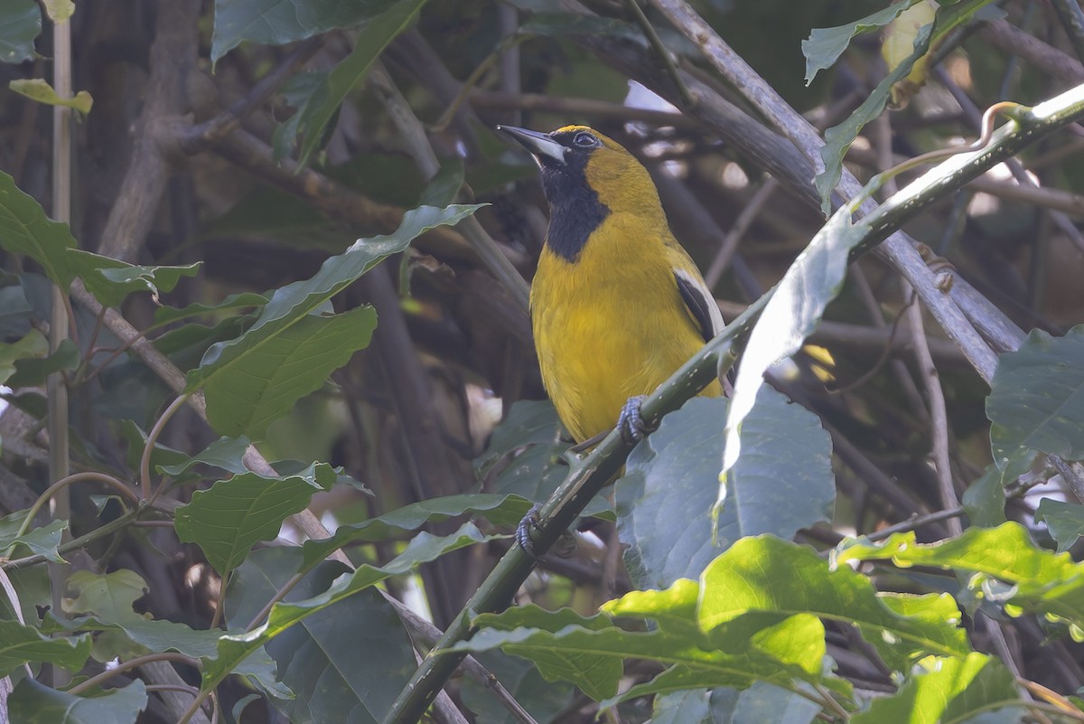 Трупіал білокрилий - ML652069320