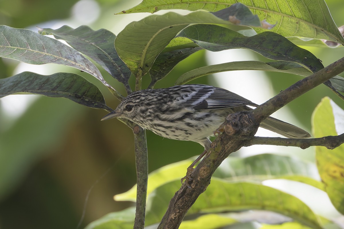 Пісняр-лісовик ямайський - ML652069322