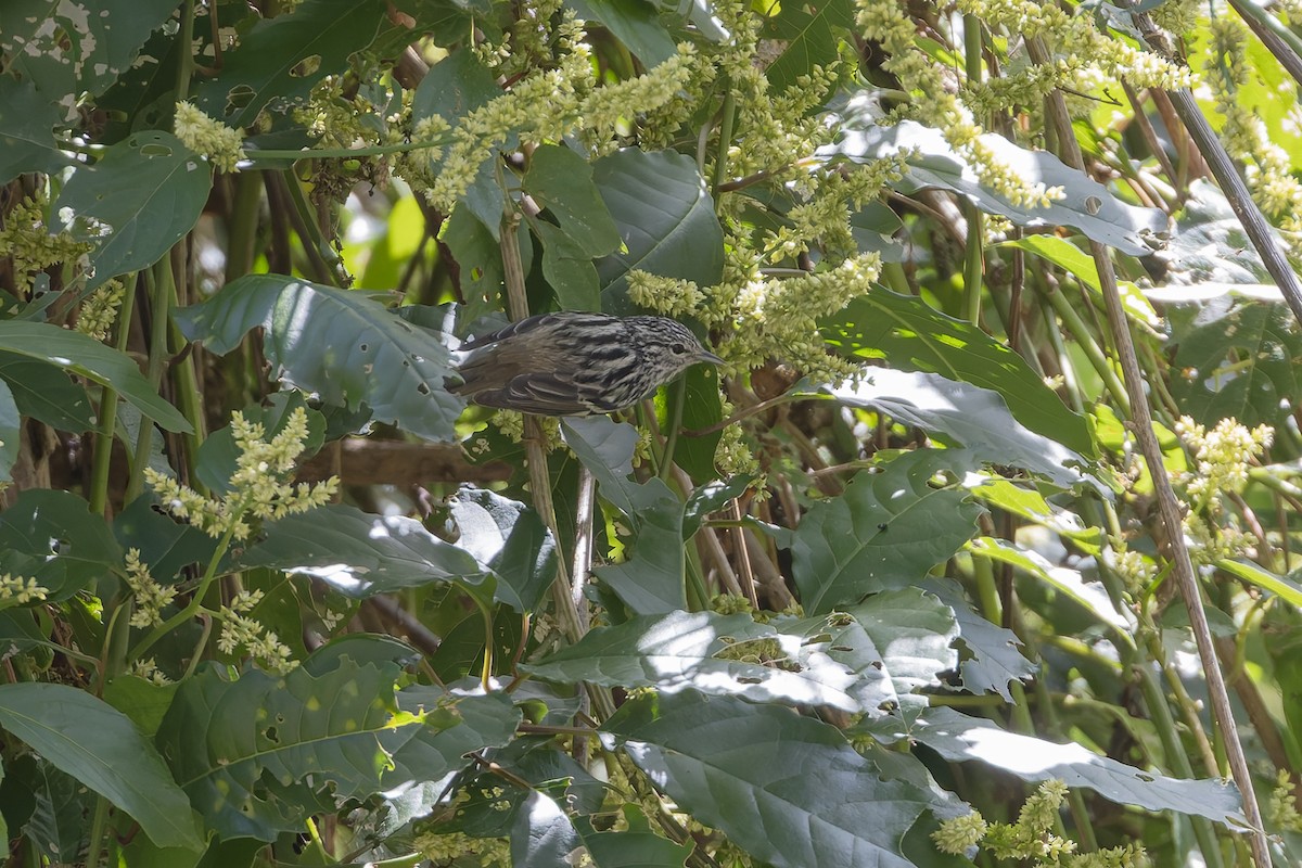 Пісняр-лісовик ямайський - ML652069327