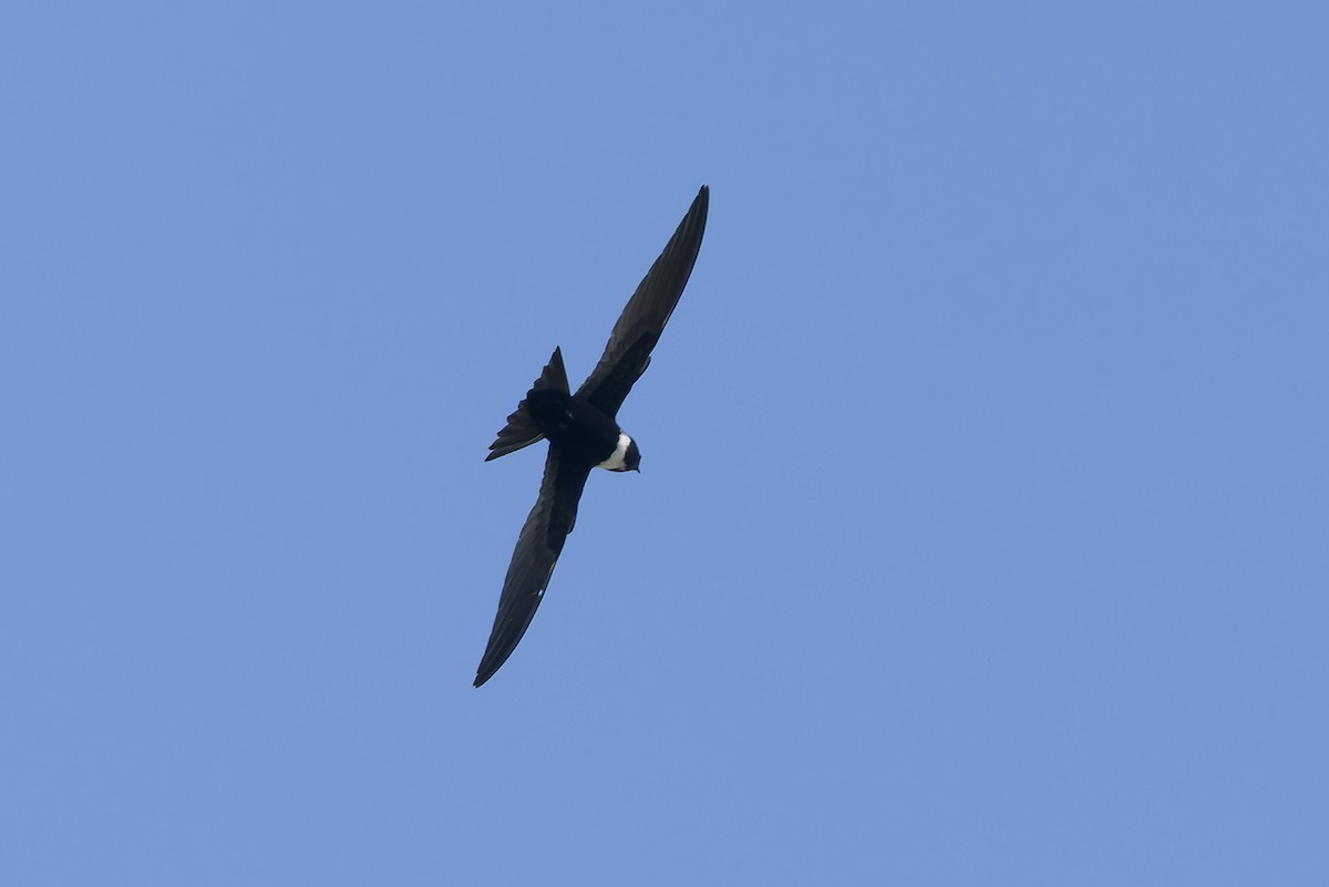 Свіфт болівійський - ML652069421