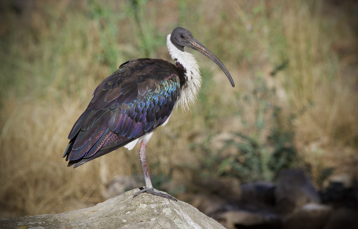 Австралийский ибис - ML652069433