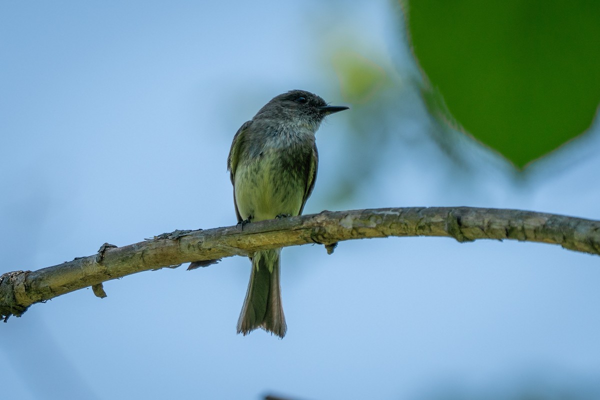 Doğulu Pivi - ML652069438