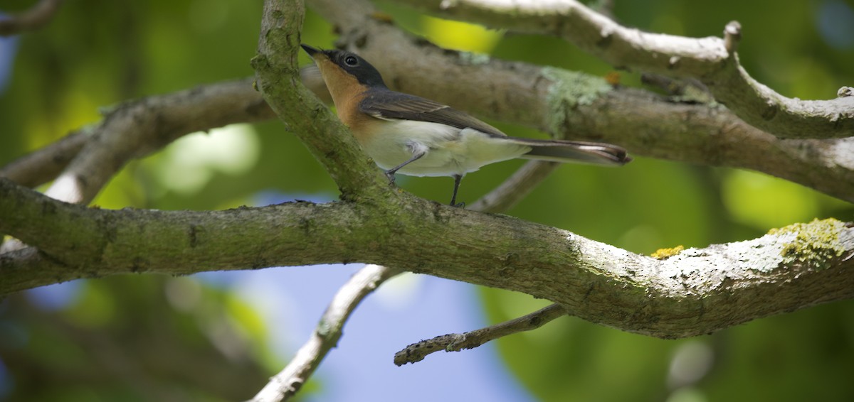 Шёлковая миагра - ML652069451
