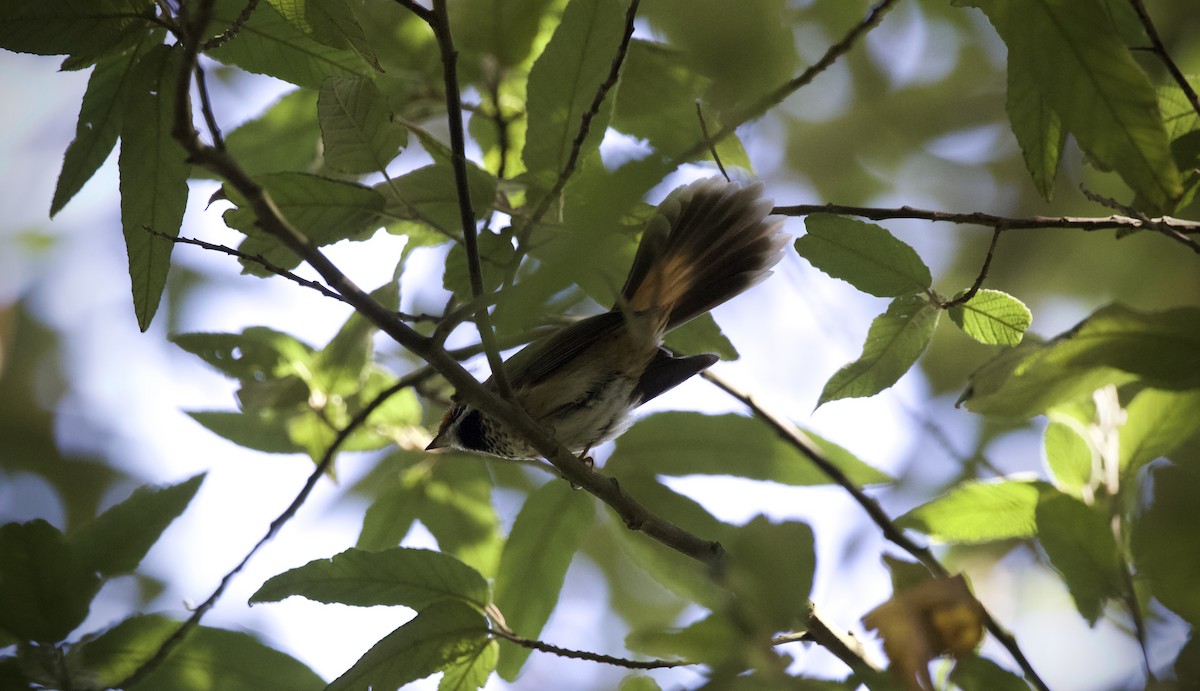 Australian Rufous Fantail - ML652069452