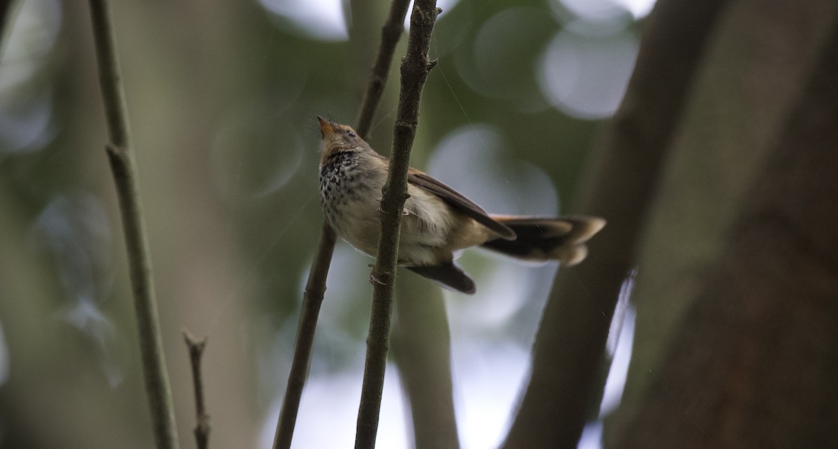 Australian Rufous Fantail - ML652069459