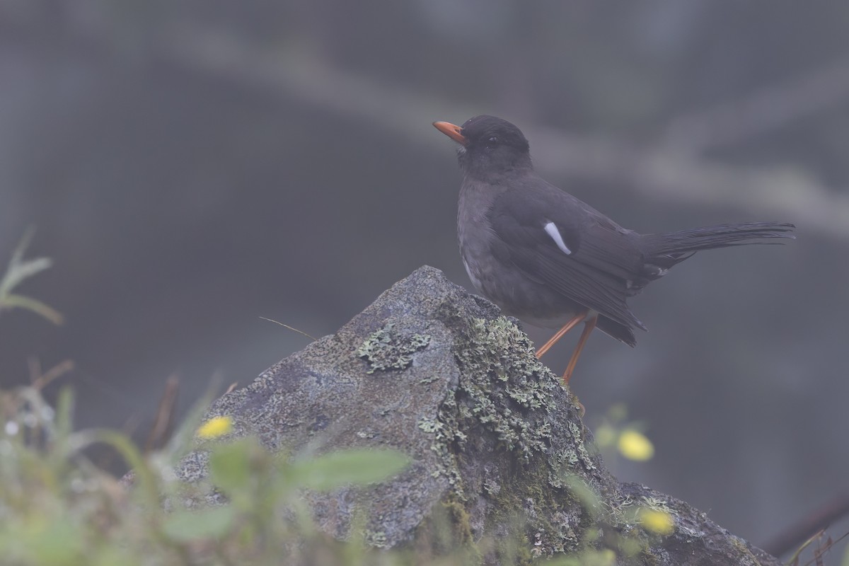 Дрізд ямайський - ML652069489