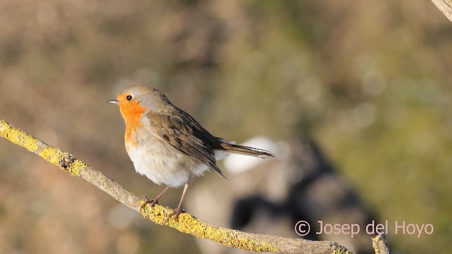 Petirrojo Europeo - ML652069607