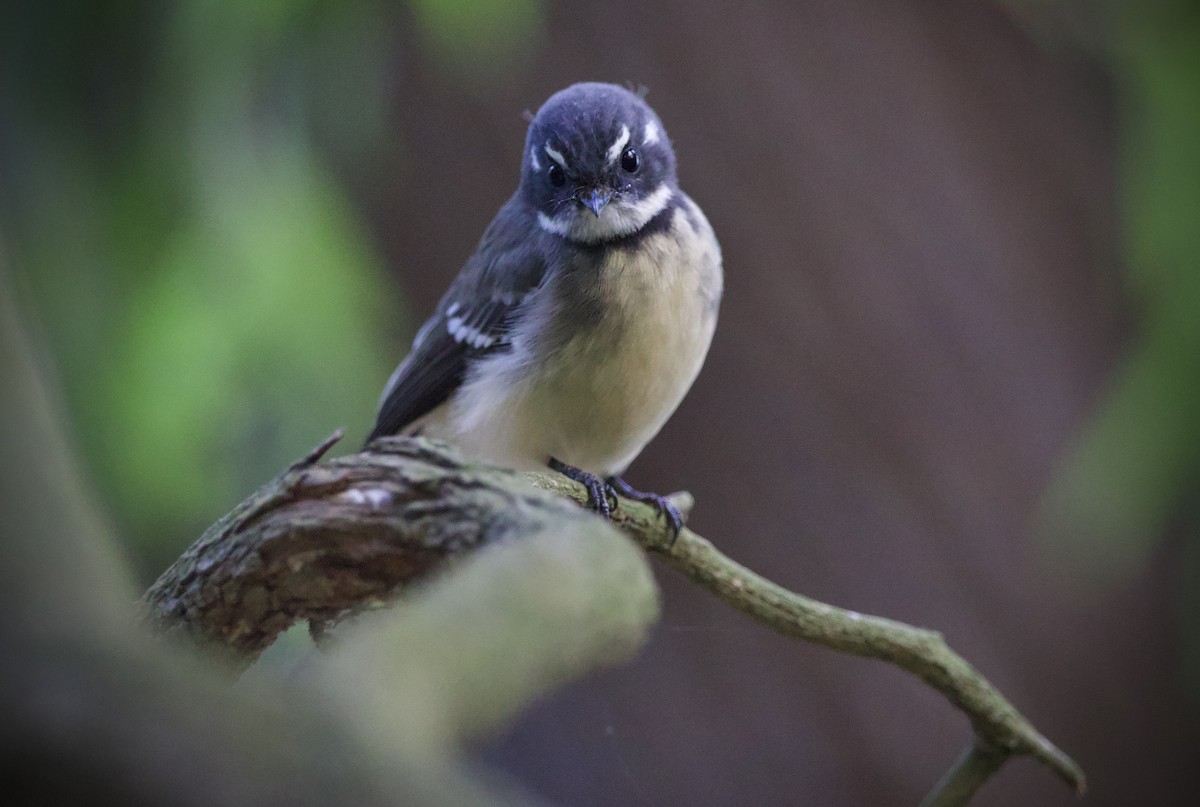 Серая веерохвостка (alisteri) - ML652069629