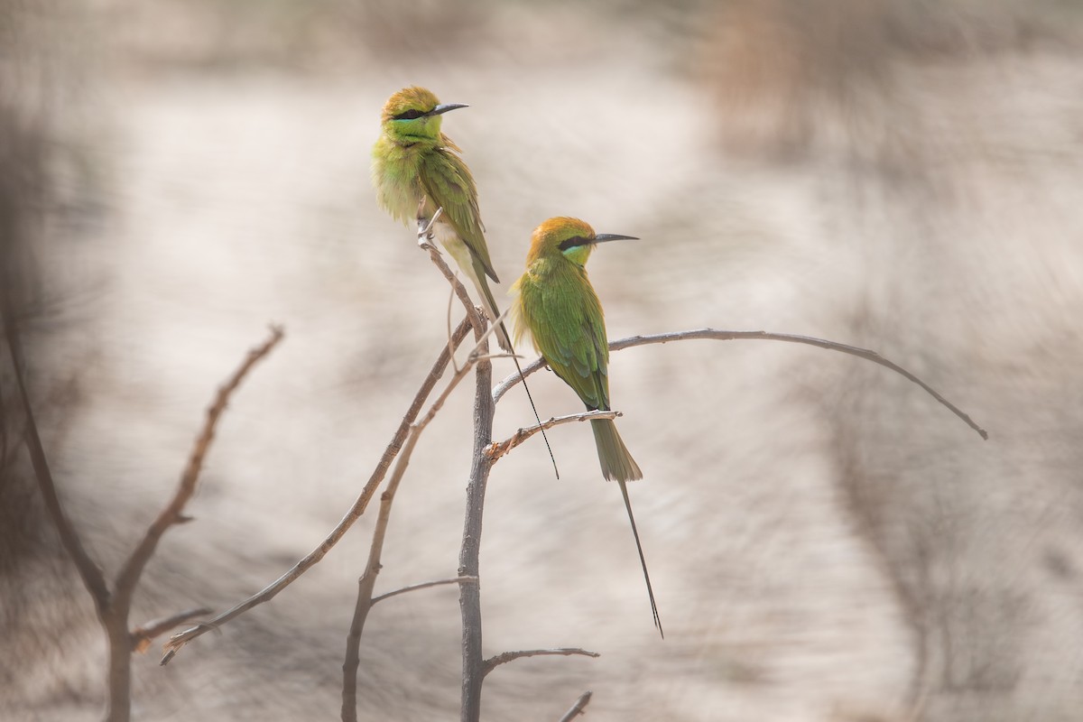 שרקרק צהוב גרון - ML652070018
