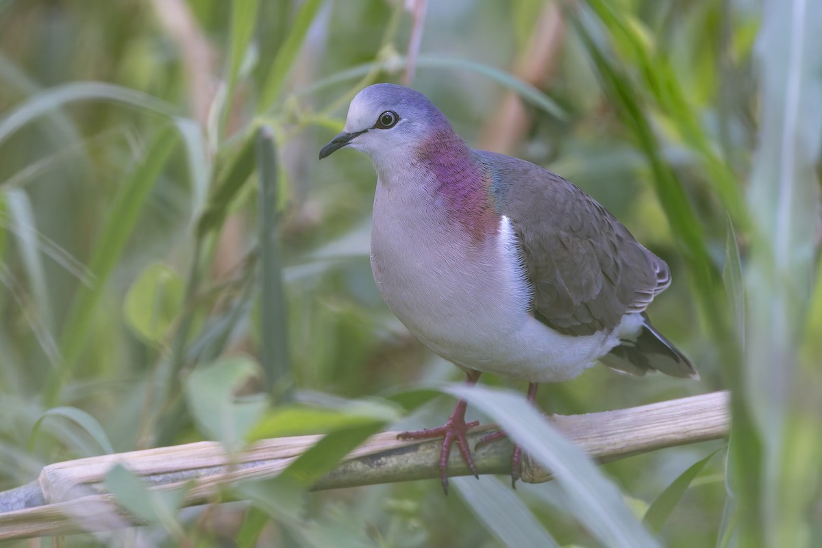 Горличка ямайська - ML652070025