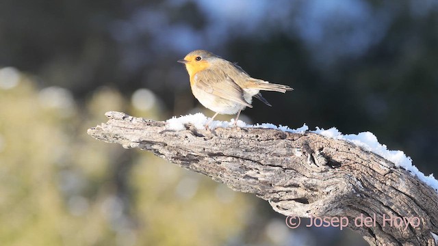 Petirrojo Europeo - ML652070163