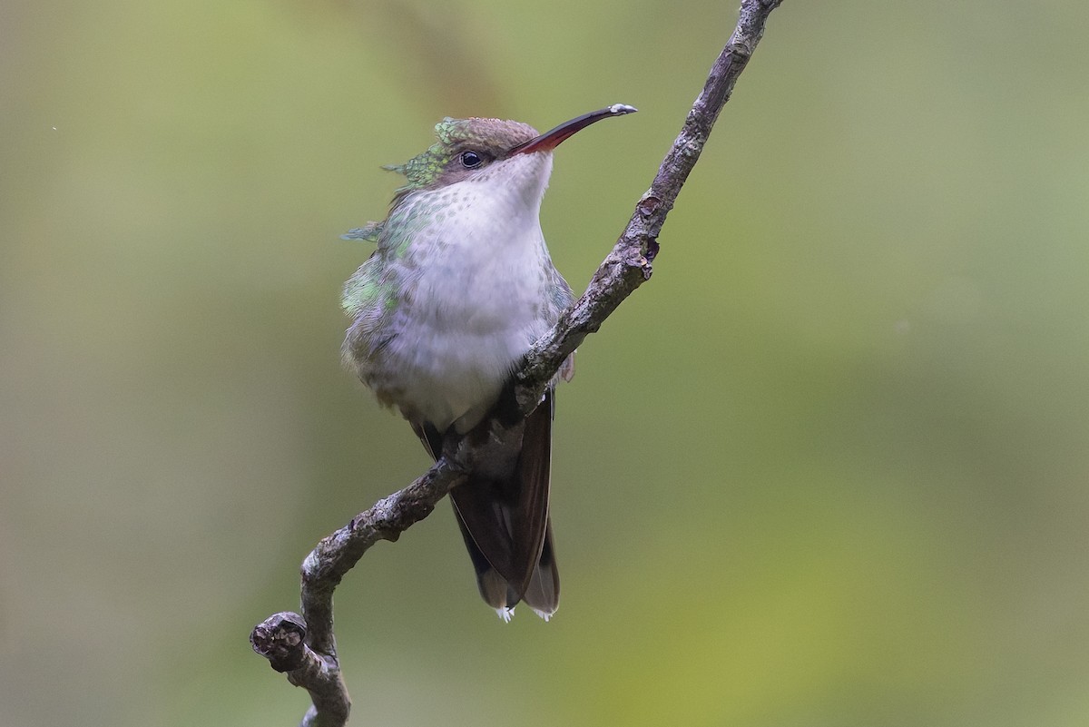Колібрі вимпелохвостий - ML652070263