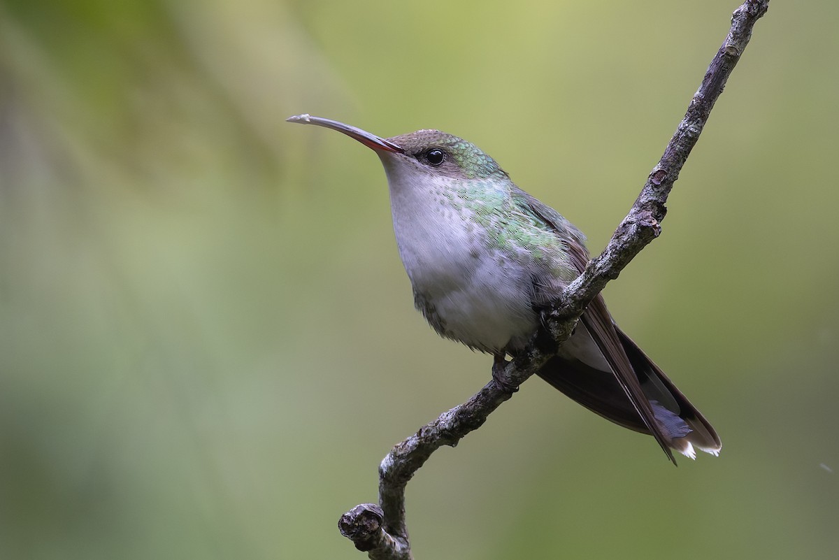 Колібрі вимпелохвостий - ML652070264