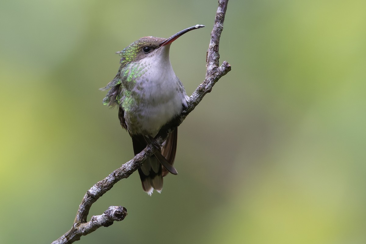 Колібрі вимпелохвостий - ML652070265