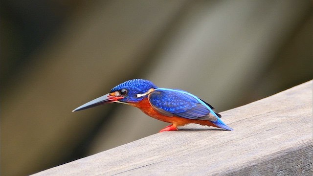 Blue-eared Kingfisher - ML652070337