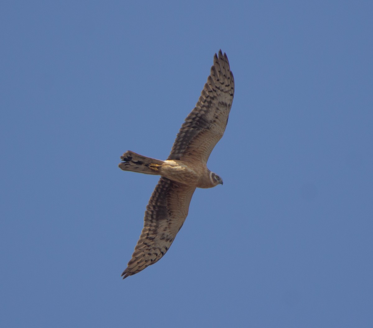 Mirotz lepazuria - ML652070456