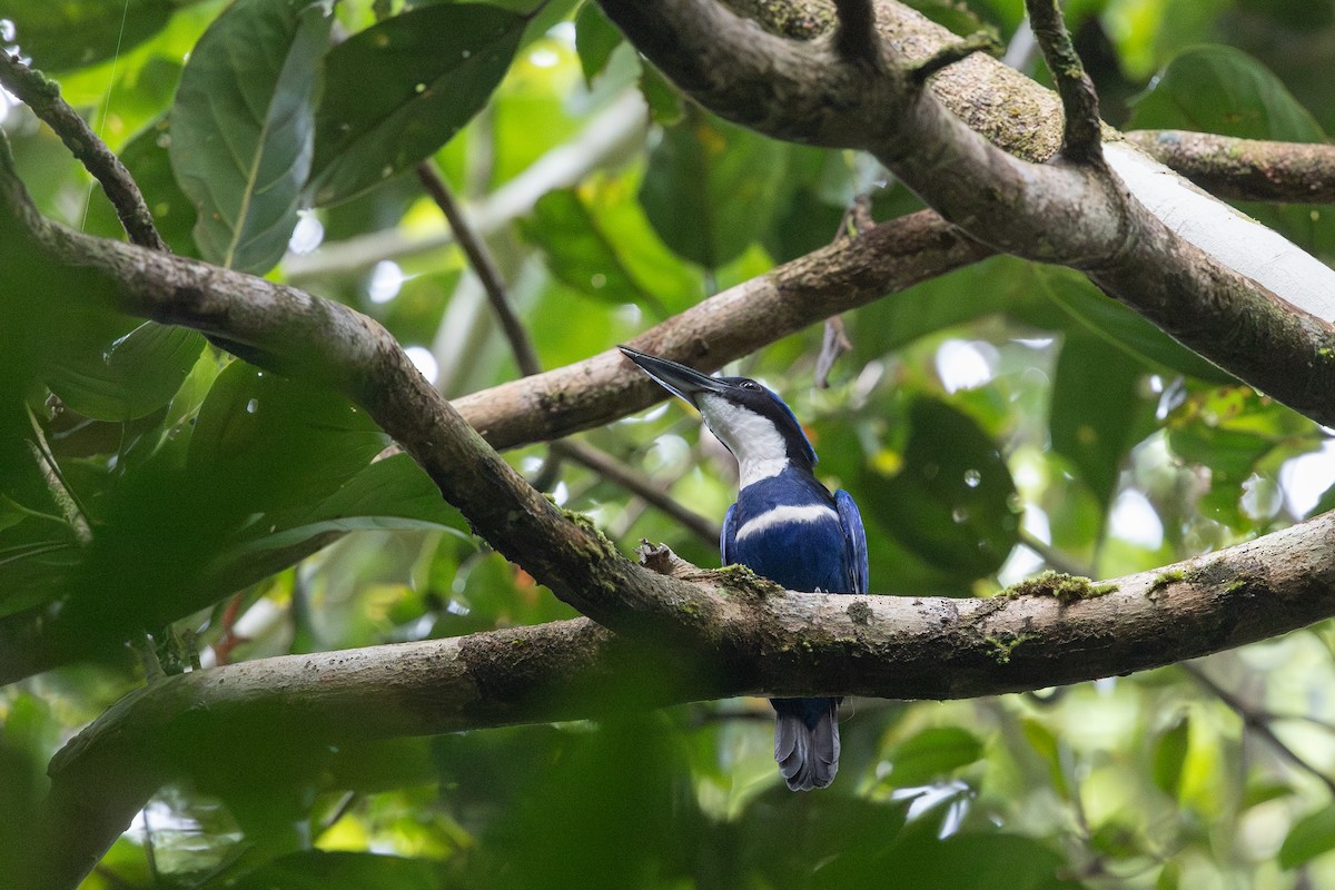 Blue-black Kingfisher - ML652070459
