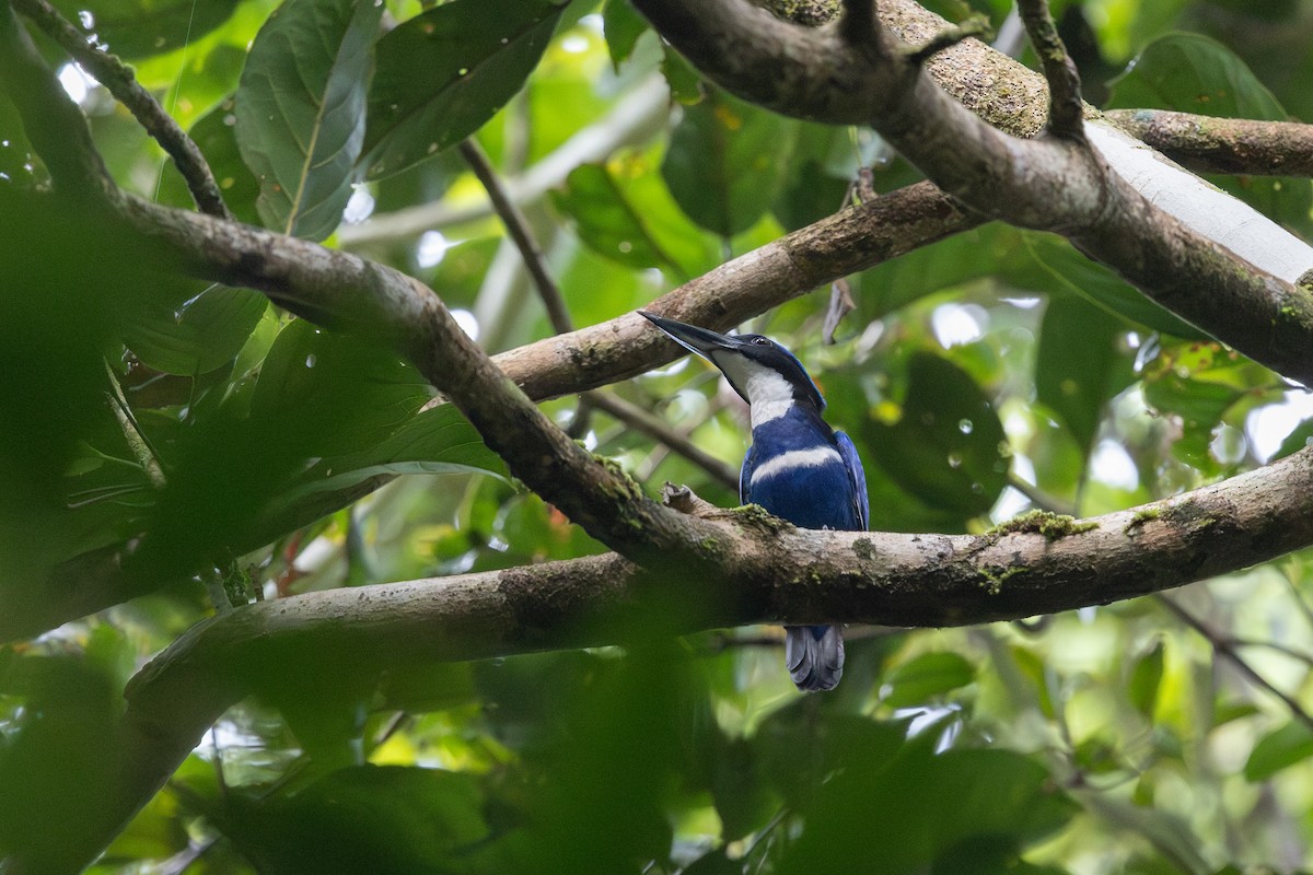 Blue-black Kingfisher - ML652070460