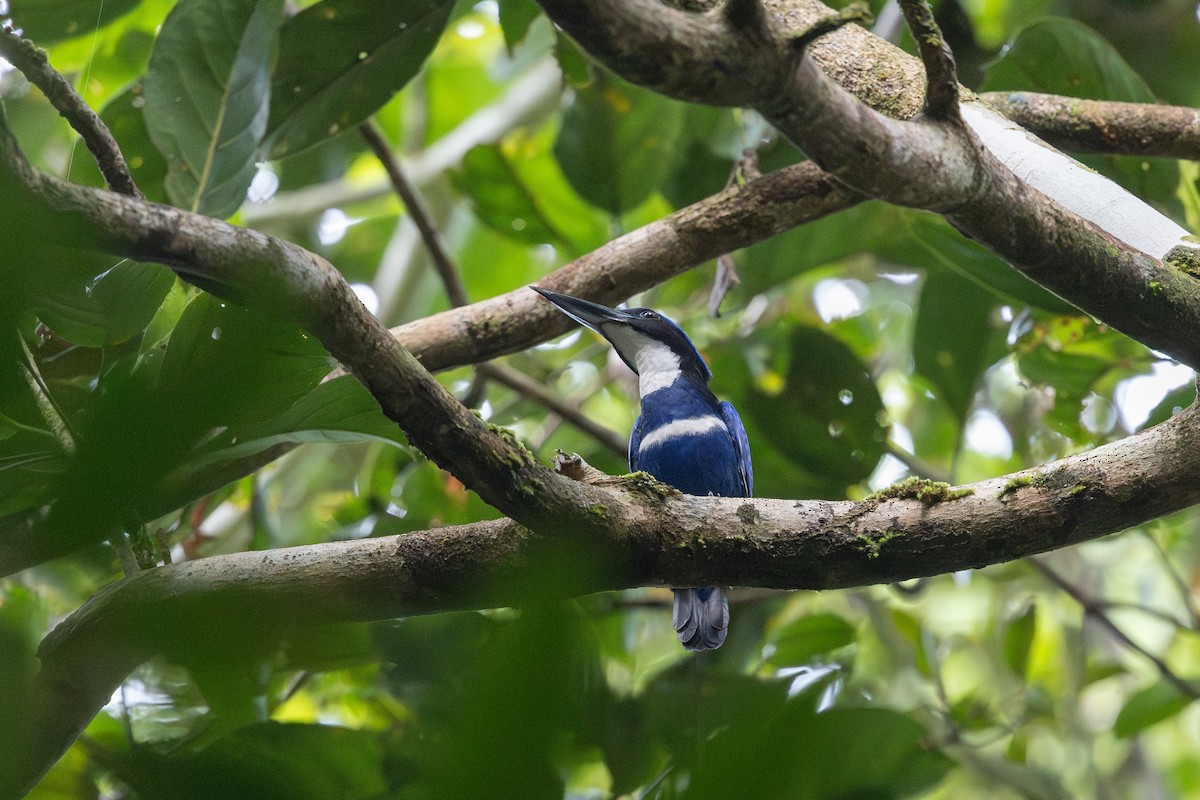 Blue-black Kingfisher - ML652070461