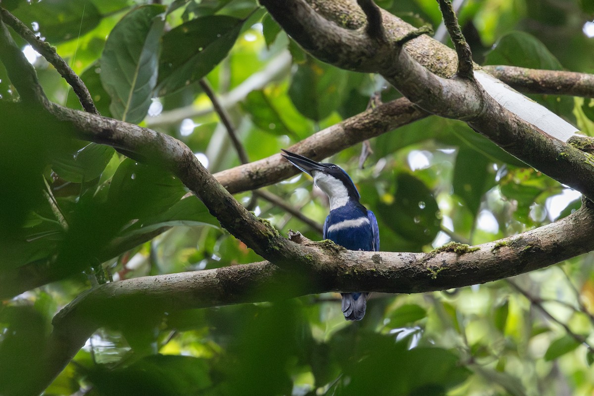 Blue-black Kingfisher - ML652070462