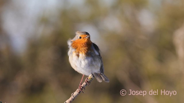 Petirrojo Europeo - ML652070494