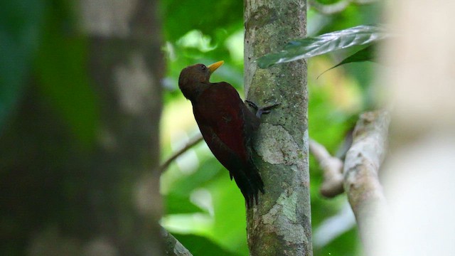 skyggespett - ML652070603