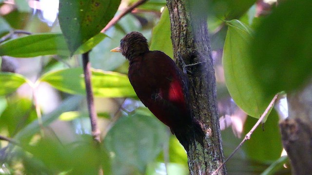 skyggespett - ML652070604