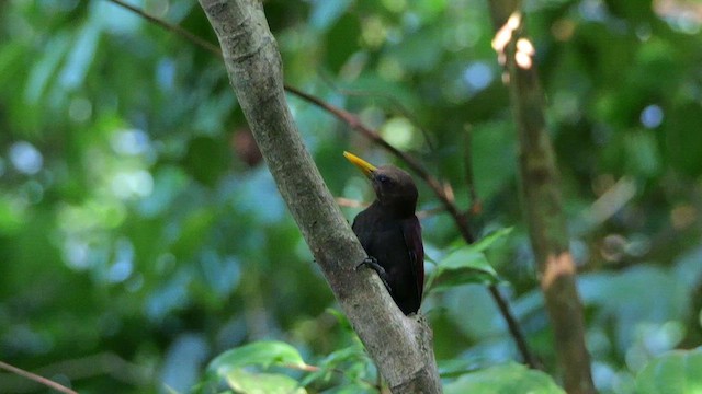 skyggespett - ML652070606