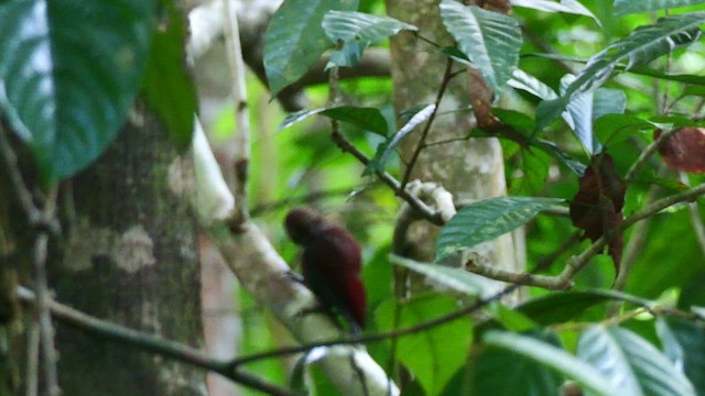 skyggespett - ML652070610