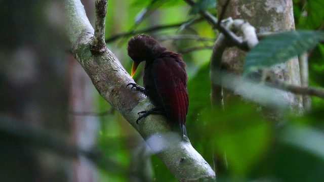 skyggespett - ML652070611