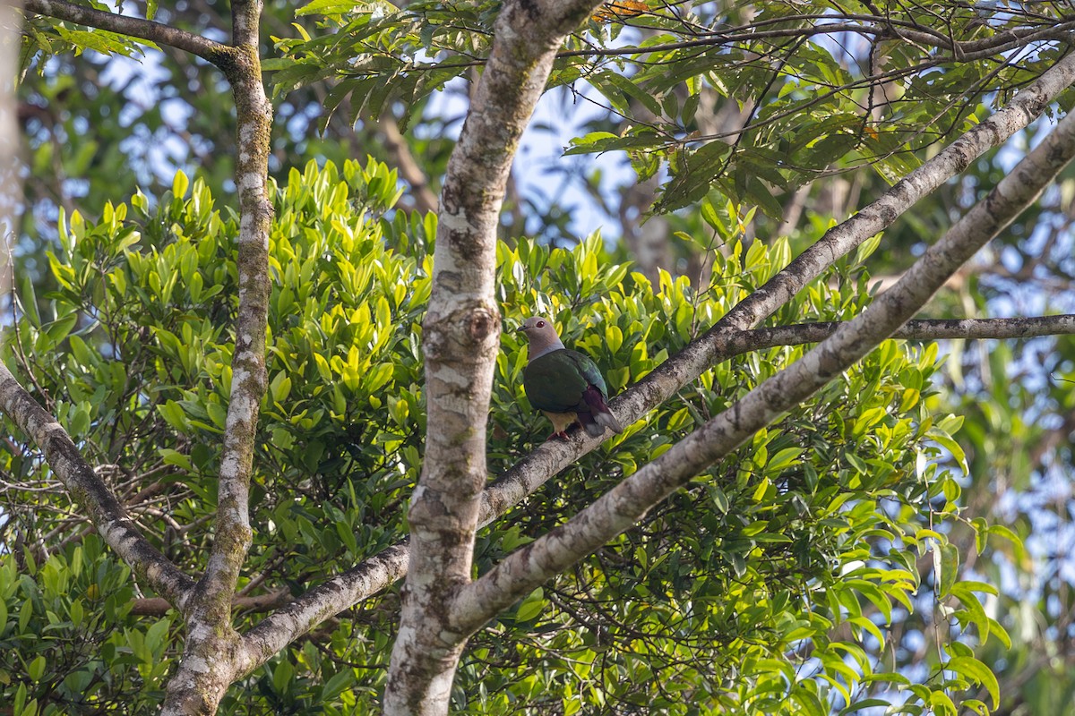 Purple-tailed Imperial-Pigeon - ML652070623