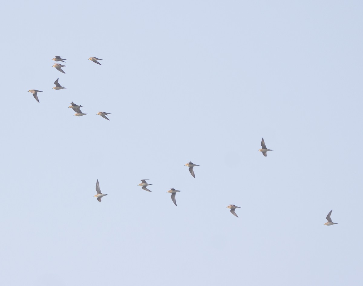 Txirri txikia - ML652070945