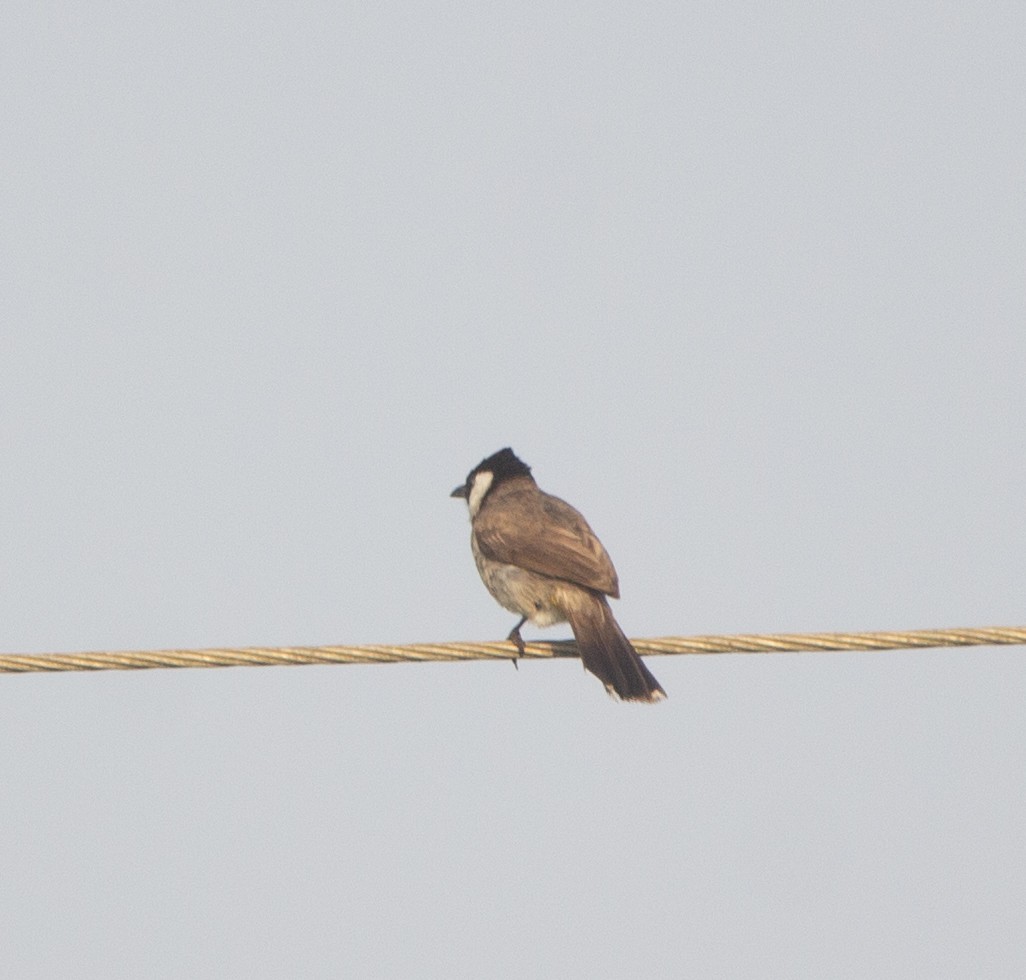 Bulbul belarrizuria - ML652070963