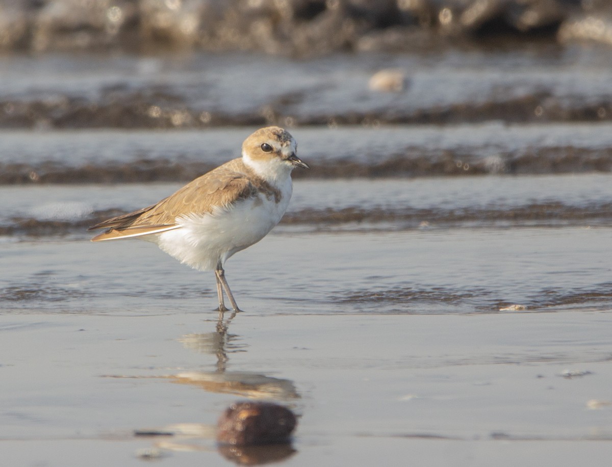 Txirritxo hankabeltza - ML652070977