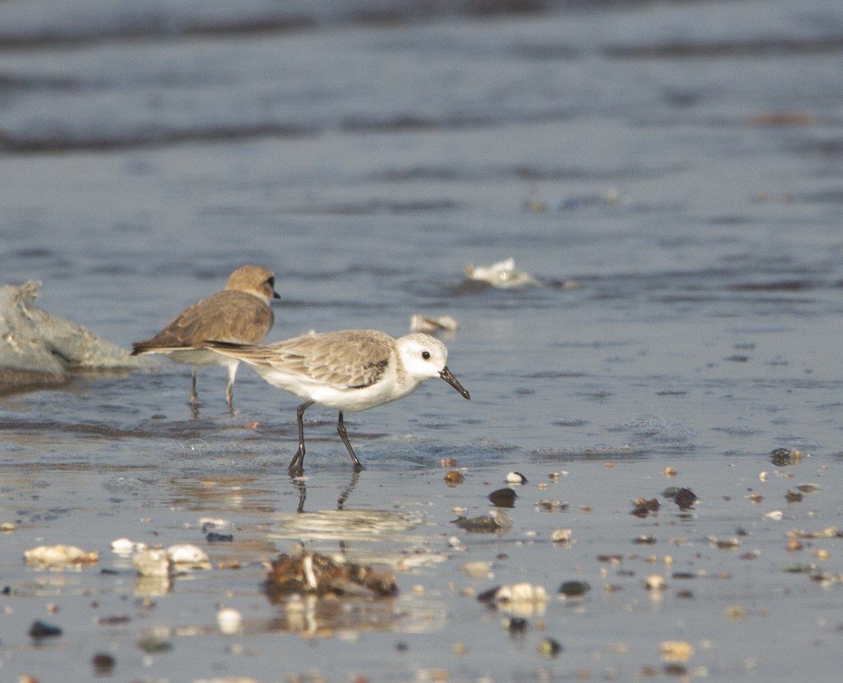 Txirri zuria - ML652070991