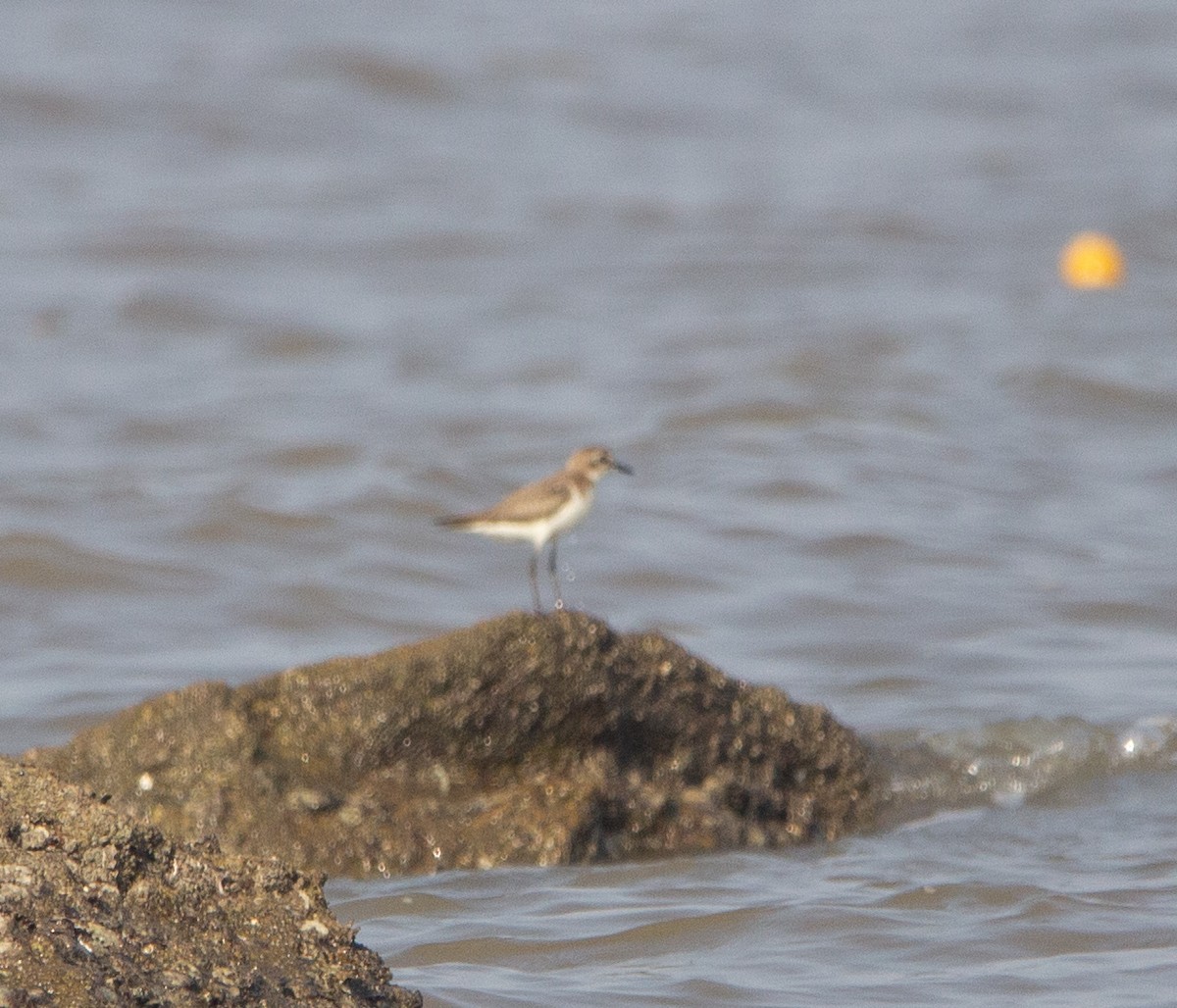 Leschenault txirritxoa - ML652071068